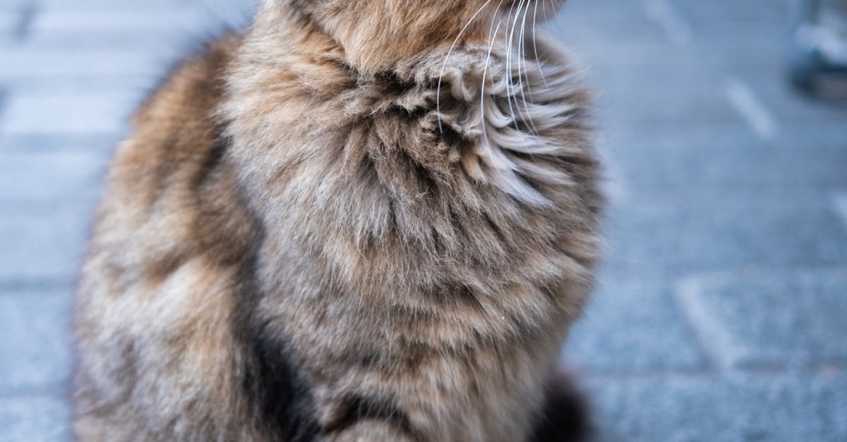 Kesytys - Löydä ja Kesytä Harvinaisimmat Eläimet Pelissä 99 Nights in the Forest – Opas Kesytettäviin Kumppaneihin